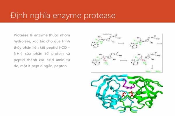 Enzyme thủy phân protein và phân giải protein là gì?