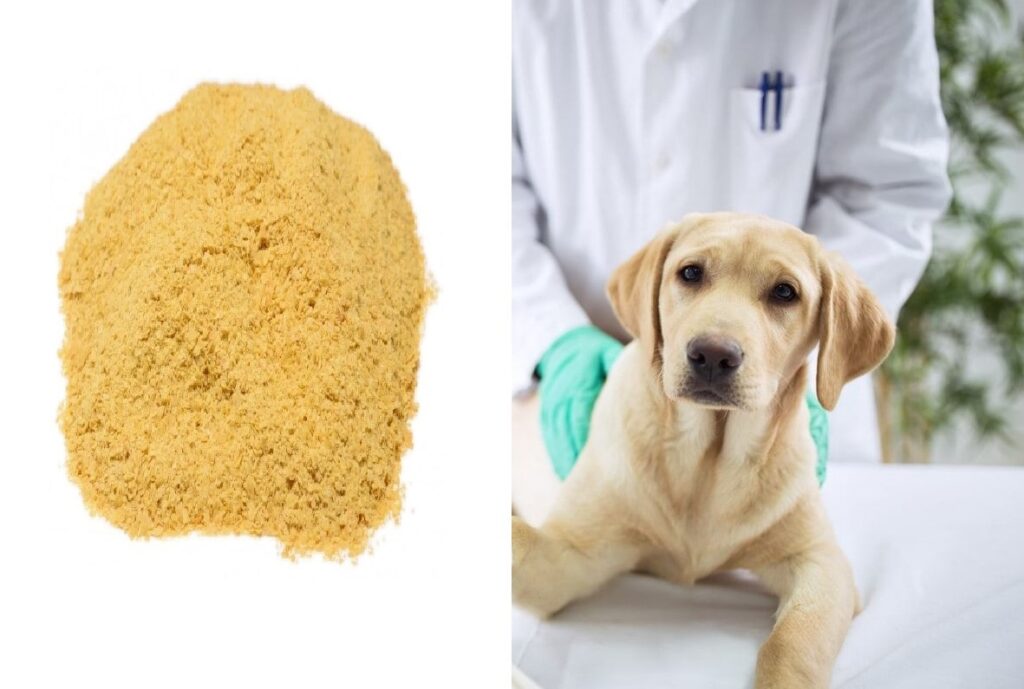 Cao men bia cho thú y Biogreen