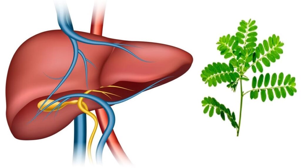 Cây diệp hạ châu trị bệnh gì?
